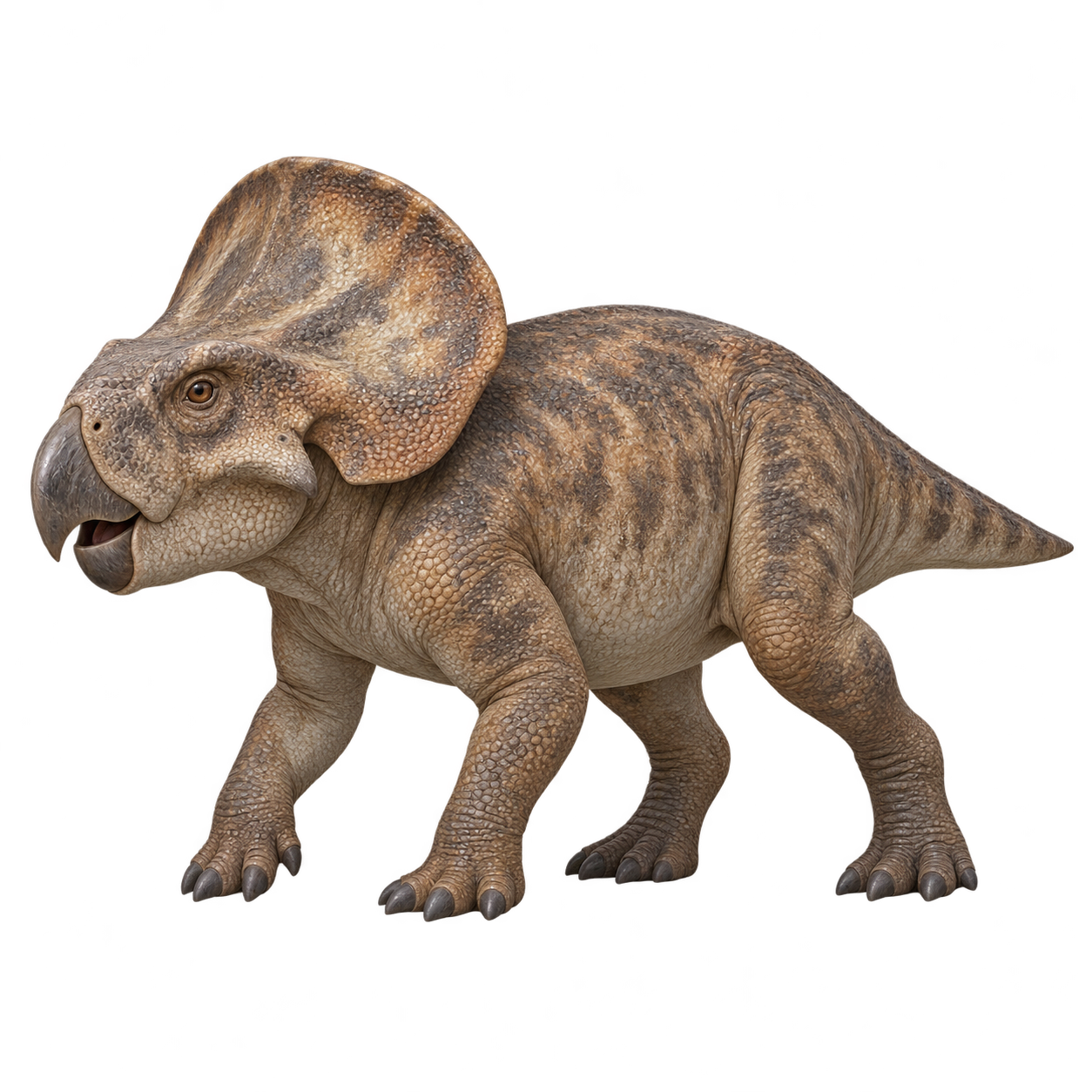 Protoceratops — Reconstruction