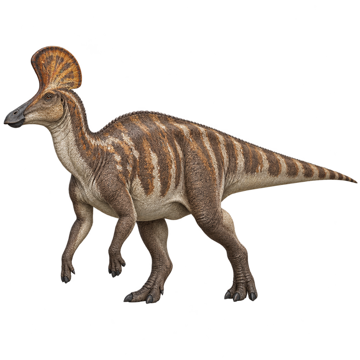 Corythosaurus — Reconstruction
